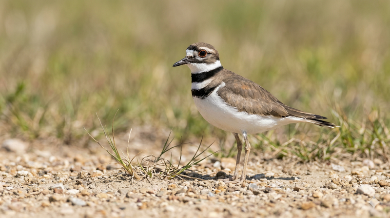 Killdeer
