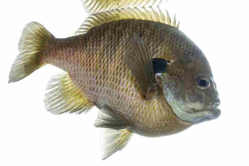 Common Bluegill