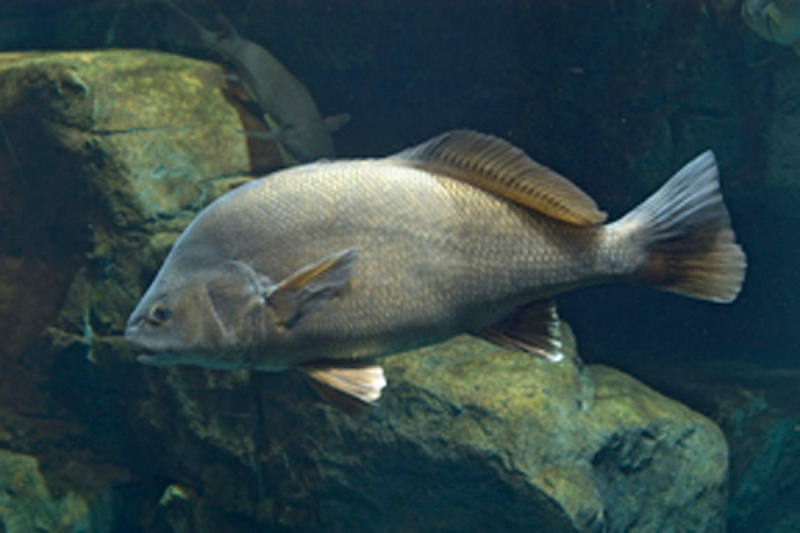 Freshwater Drum (Sheepshead)