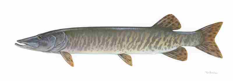 Muskellunge (Muskie)