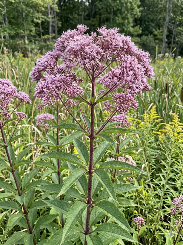 Spotted Joe-Pye Weed