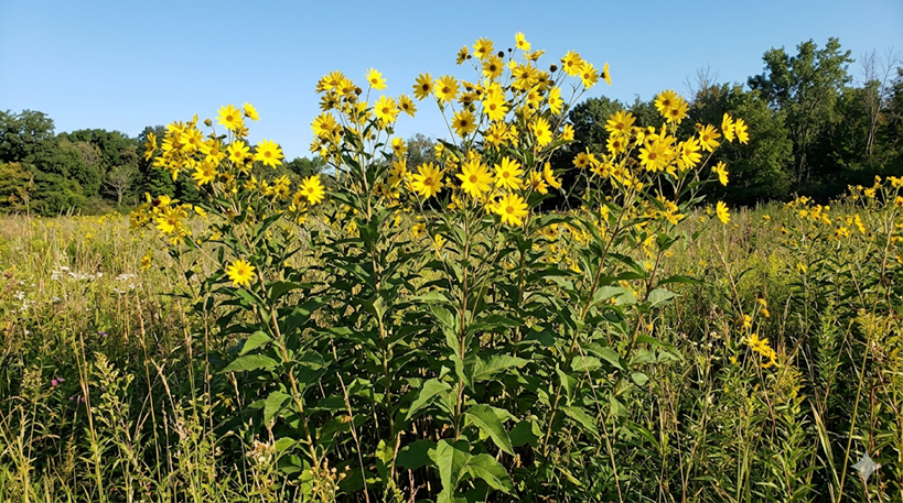 Tall Sunflower