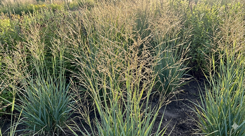 Switchgrass